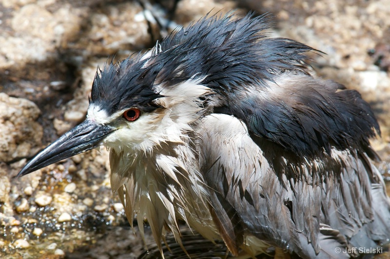 I'm All Wet!!!  Heron 