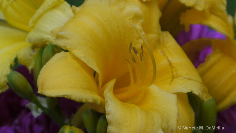 Yellow Summer Lilly's