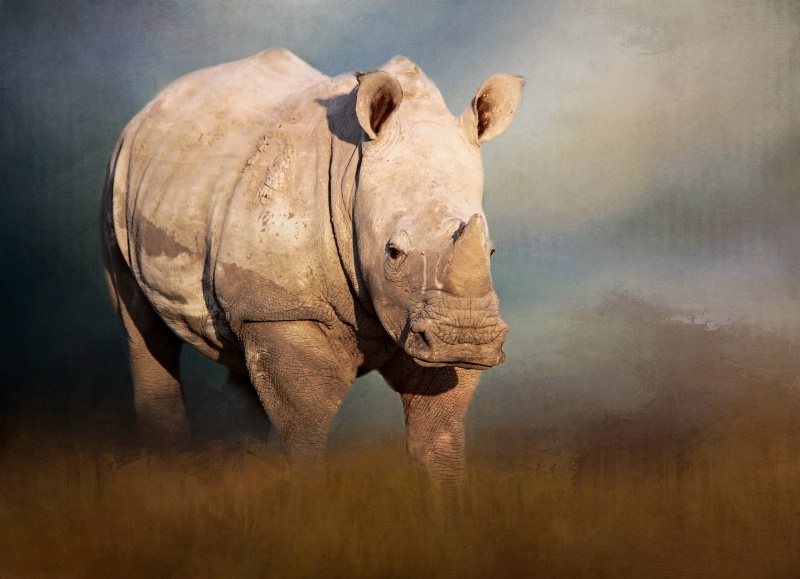 Young White Rhino!