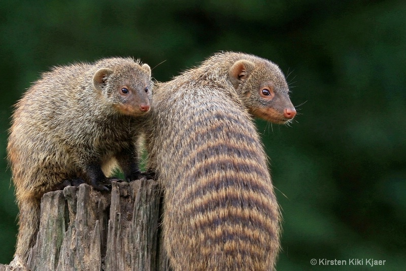 Banded Mongooses