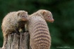 Banded Mongooses