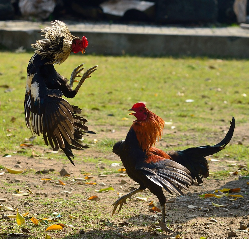 Cocks fighting