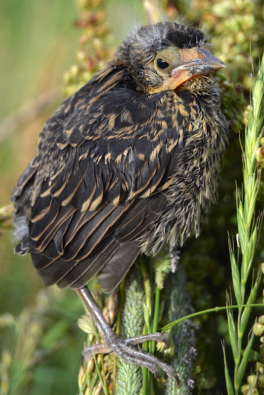 Red-winged Blackbird Fledgling