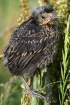 Red-winged Blackb...