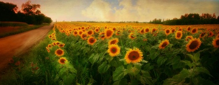 Sunflower Road