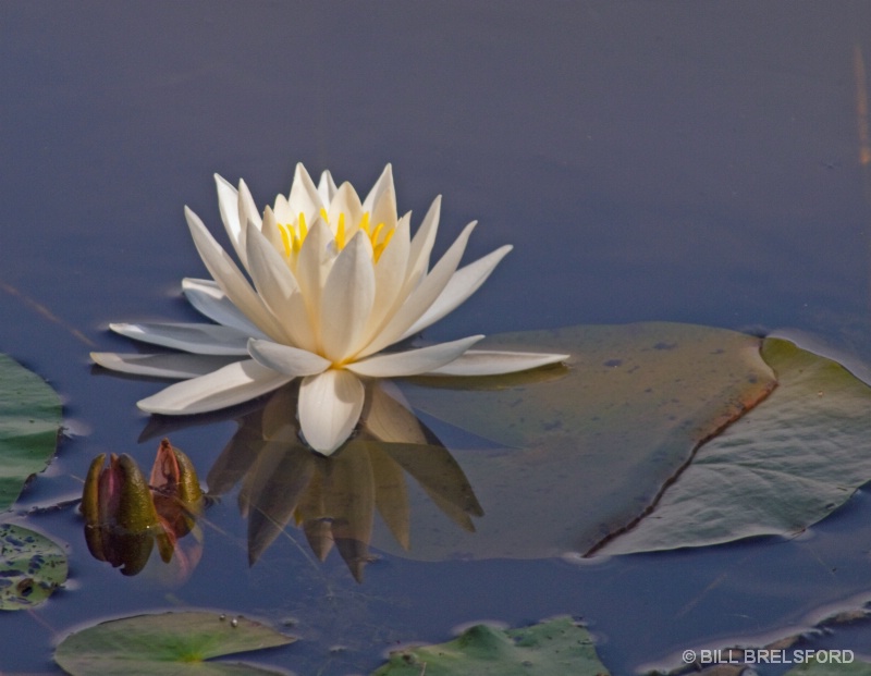 WATER LILY