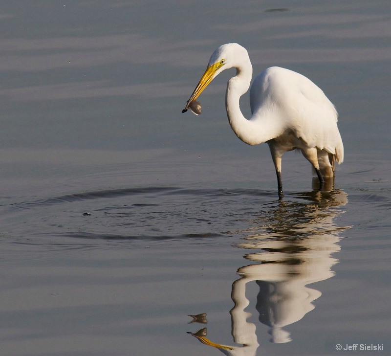 Breakfast Time!! Great Egret with Fish 