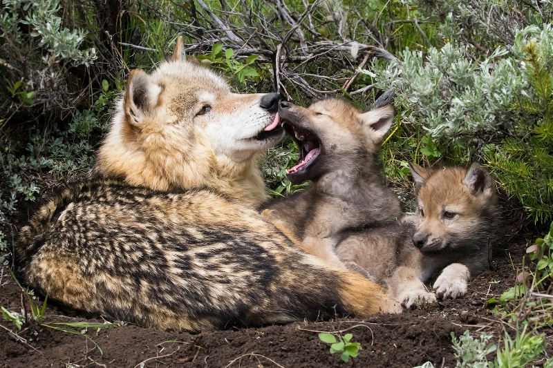 Wolf Family