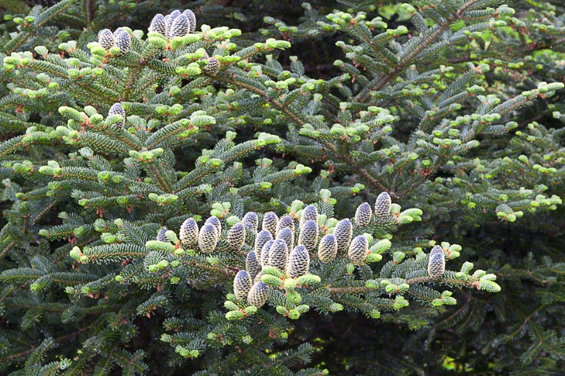 Spruce Buds in Spring