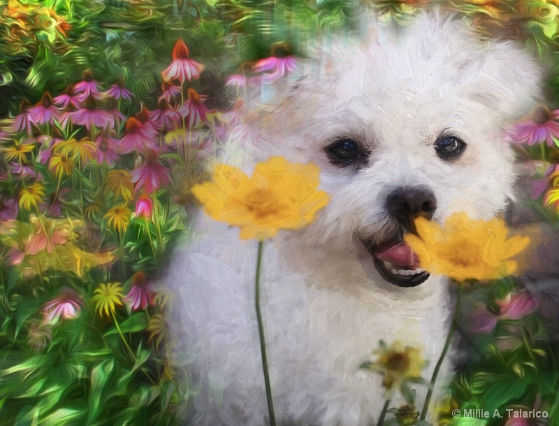 In The Flower Garden