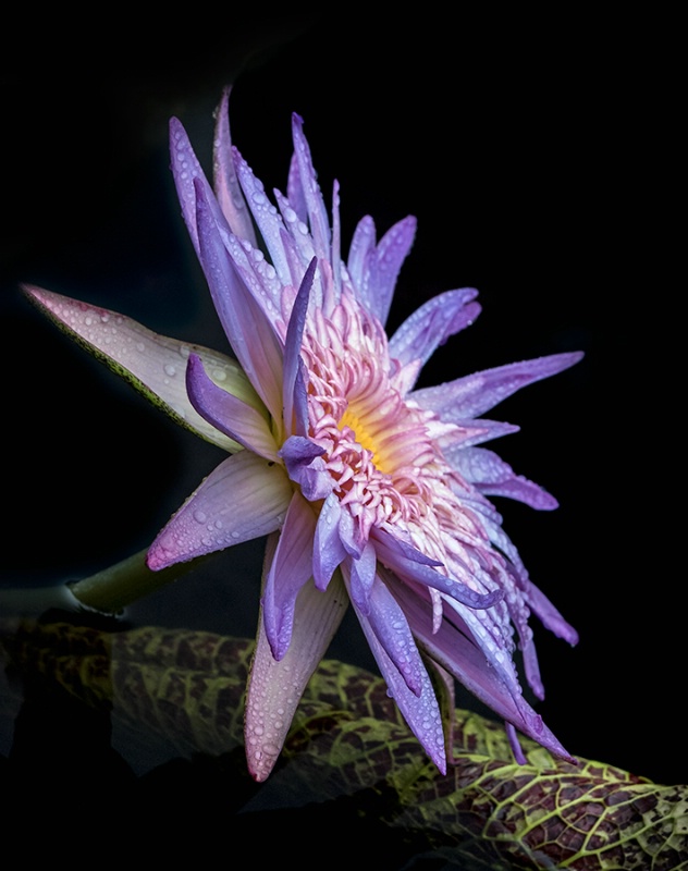 Purple Water Lily     