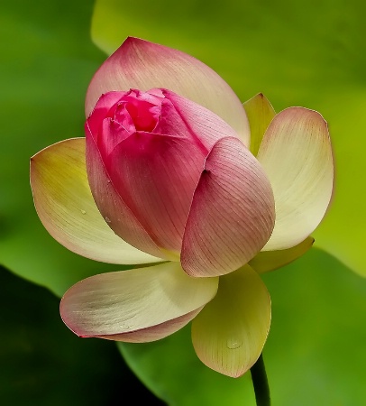 Lotus Bud