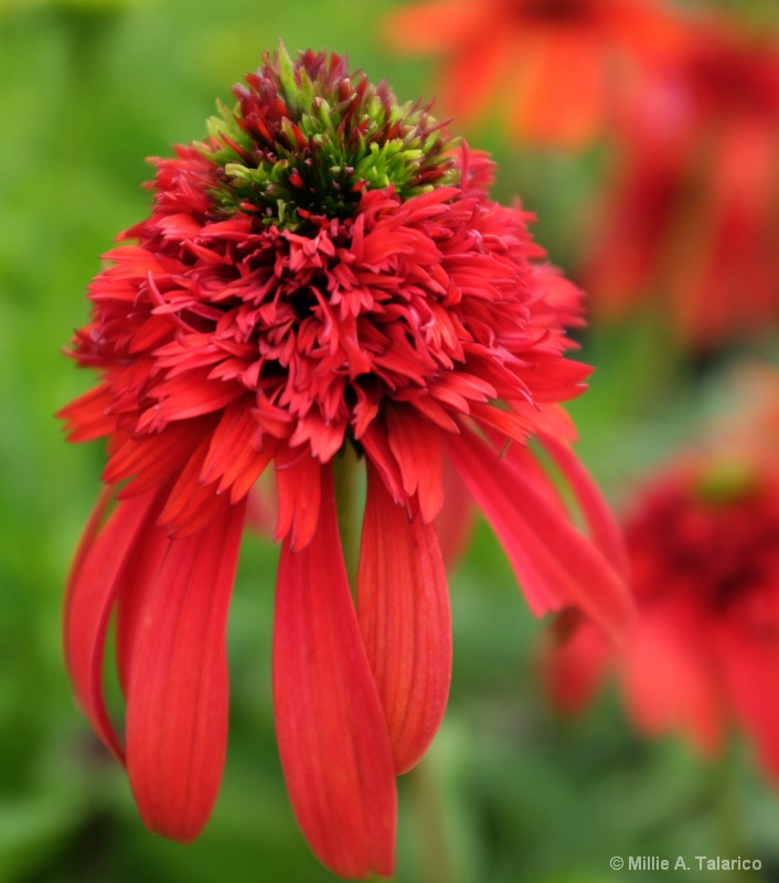 Red Coneflower