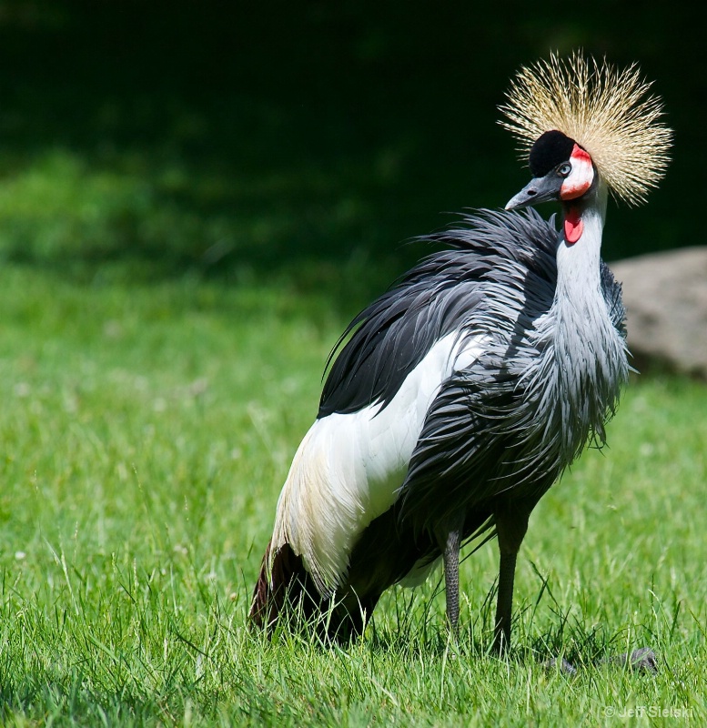 What Am I Thinking?? Grey Crowned Crane