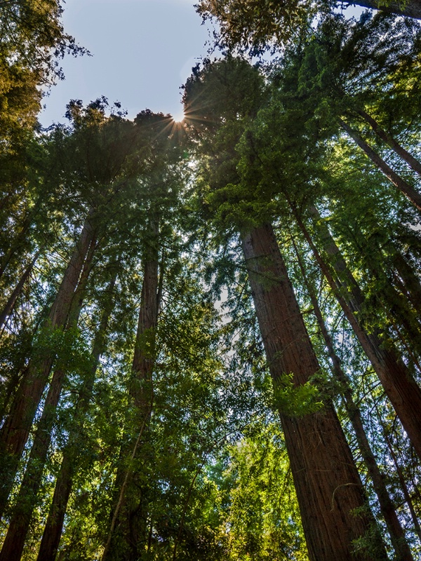 Light in the Redwoods