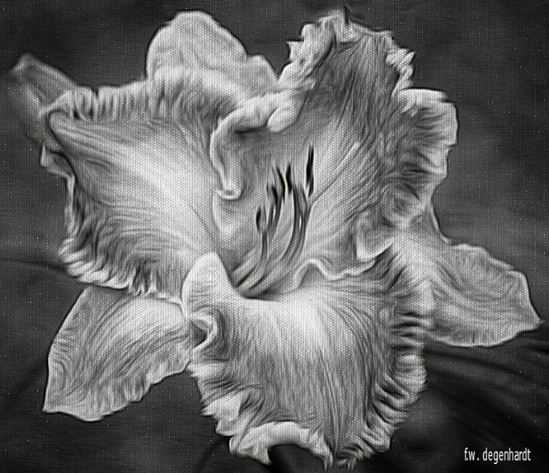 Black and White Painted Lily