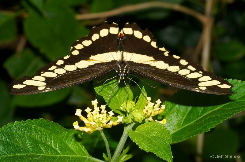 Full View!!  Giant Swallow Butterfly 