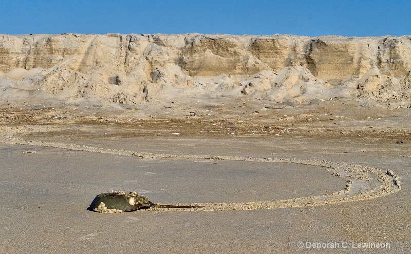 Journey of the Horseshoe Crab