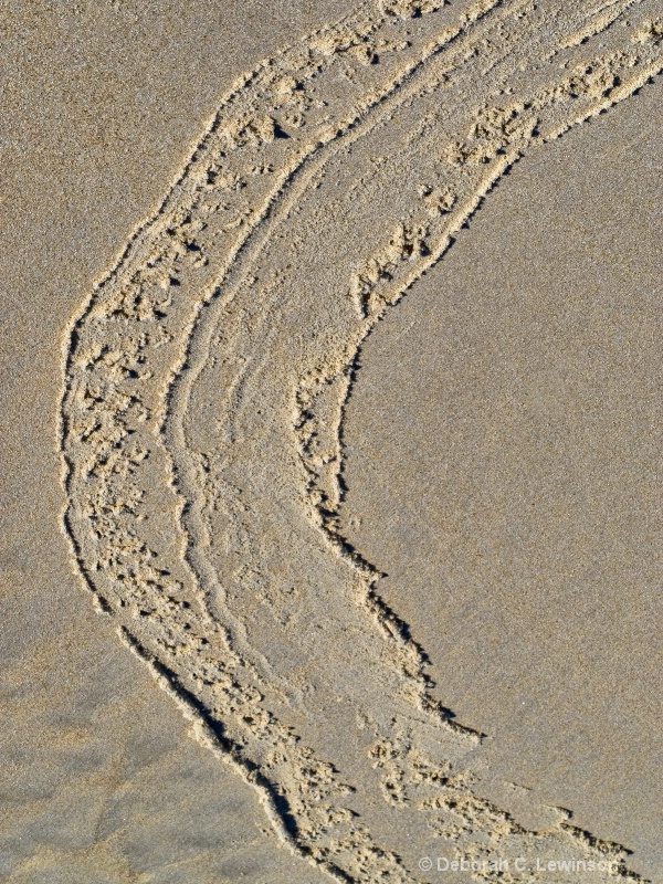 Nature's Pattern (Trail of the Horseshoe Crab)