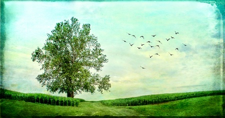 Sycamore Tree in Corn Field