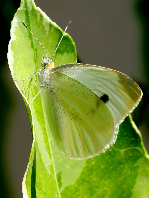 Absorbing Local Color (Backyard Bugs)