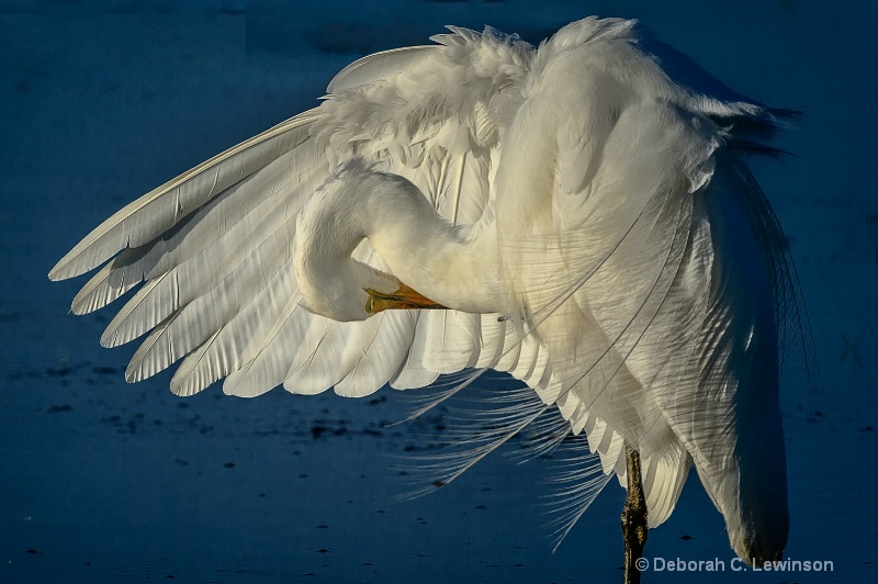 Great Egret Grooming