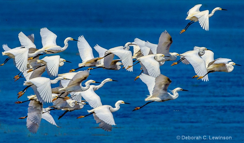 Snowy Egrets on the Move
