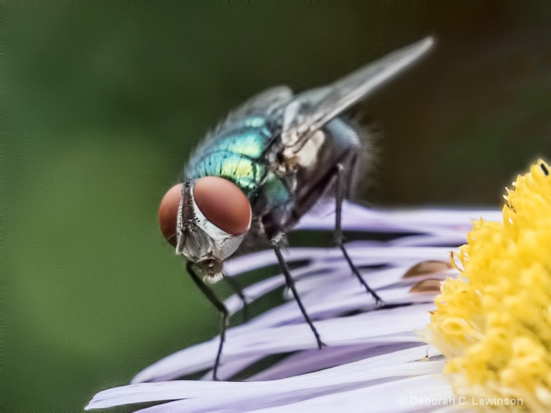 Fly on Flower