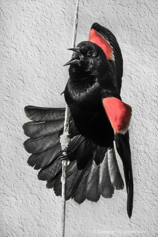 Portrait of a Red-Winged Blackbird