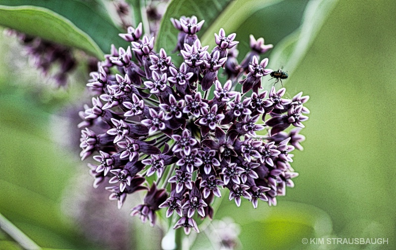 Purple Milkweed