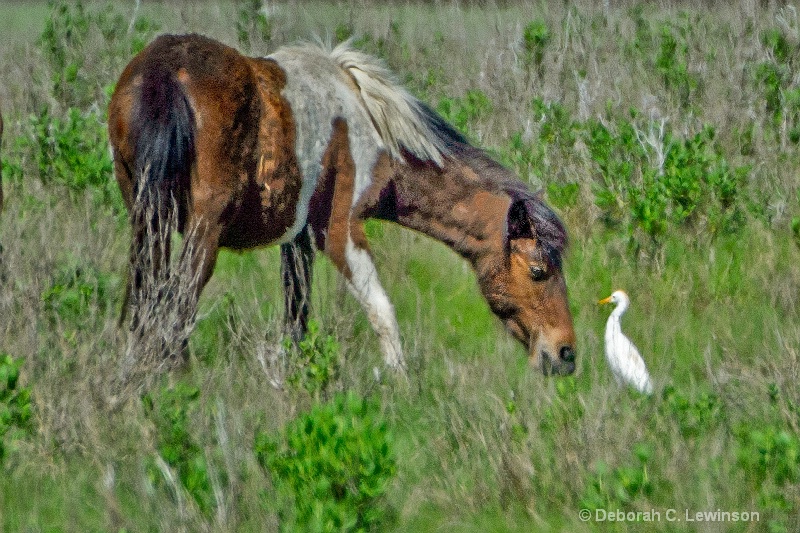 Friends  (Wild Horse and Cattle Egret)