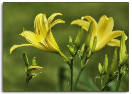 yellow daylilies