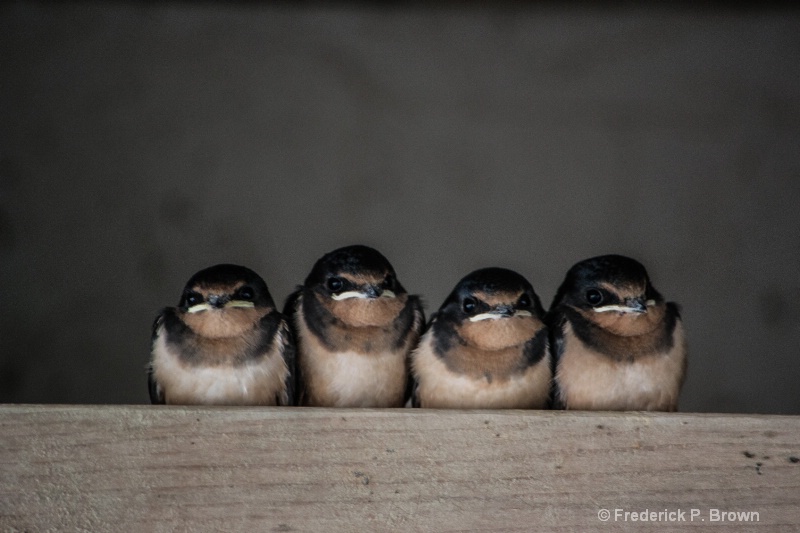 Four baby barn swallows in a row -2404