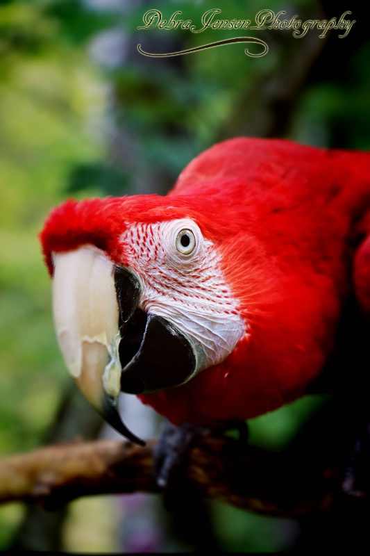 A Ruby Macaw