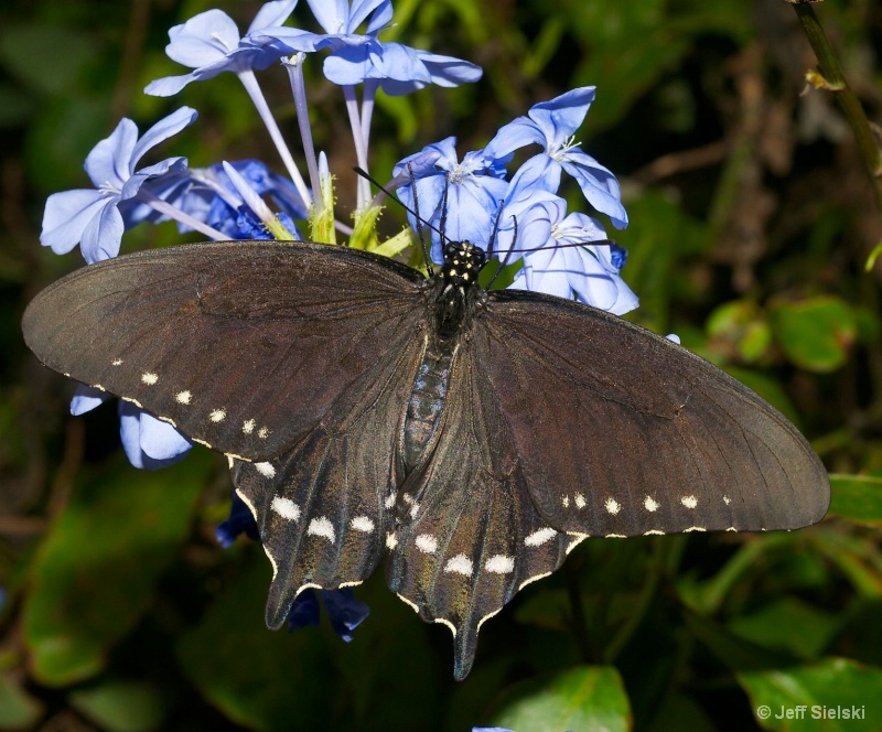 I Love My Blue Flowers! Swallowtail Butterfly