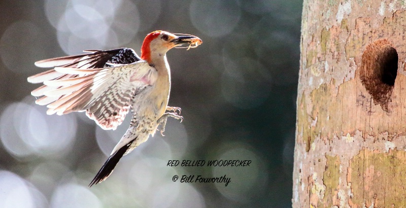 Speedy Woodpecker
