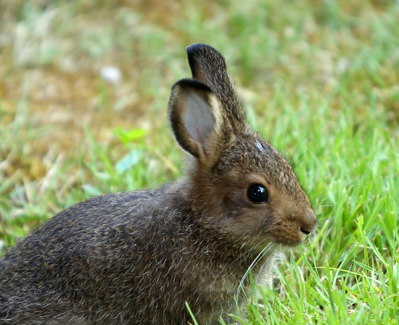 Baby Bunny