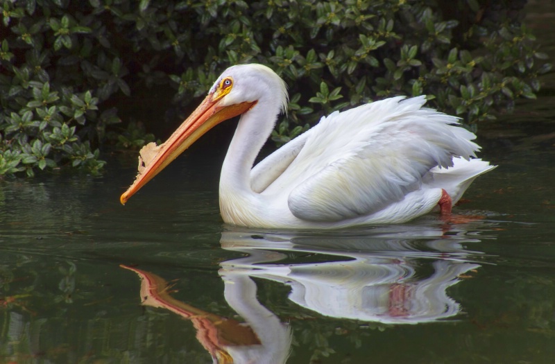 White American Pelican