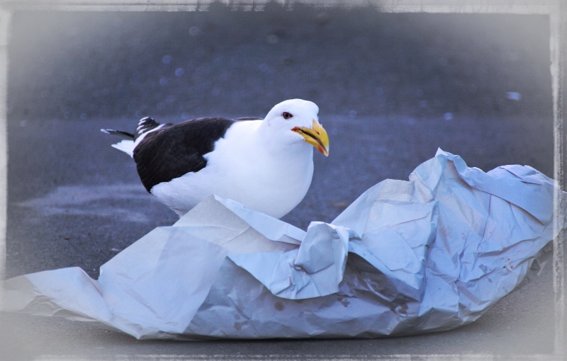 Nothing like a good feed of fish and chips!