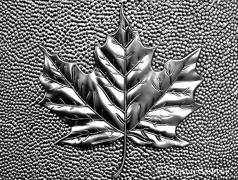 Maple Leaf