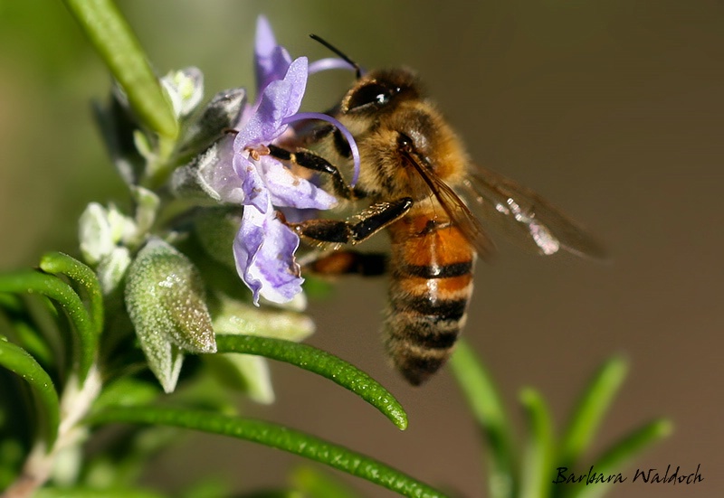 Busy on rosemary