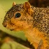 © Philip B. Ludwig PhotoID # 14930598: Squirrel Close-up