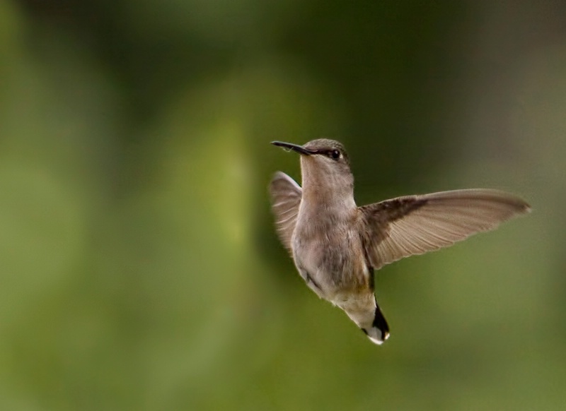 Flying hummer