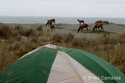 Morning Stroll - ID: 14930731 © Sheri Camarda