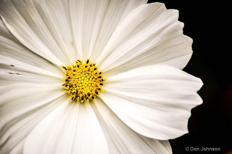 Brookside White Flower 3-0 f lr 6-26-15 j030
