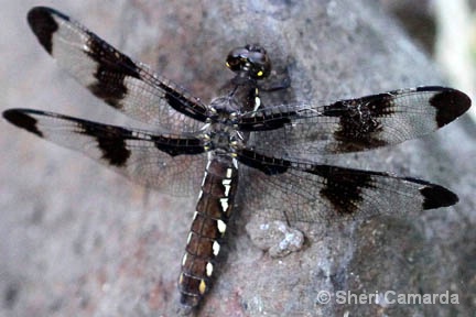 Dragon Fly - ID: 14930993 © Sheri Camarda