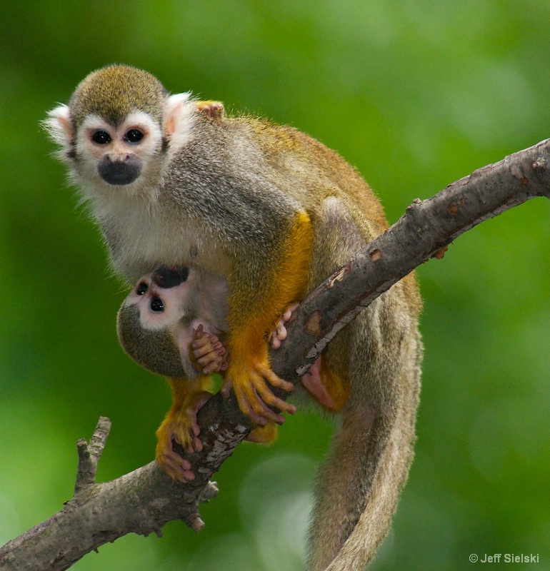 I See You!! Squirrel Monkeys-Mom & Baby 