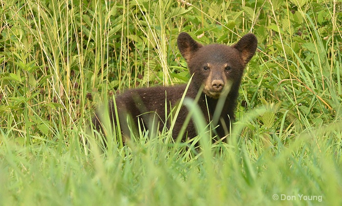 Little Cub