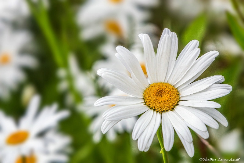 Pushing Up Daisies