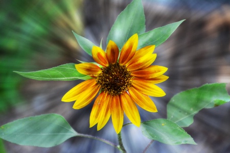-----------"Radiant Sunflower"----------